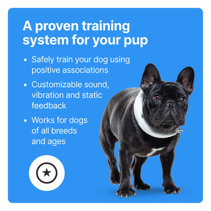 3 - Wireless GPS Dog Fence & Training Collar with Real-Time Tracking, Sunburst, Small